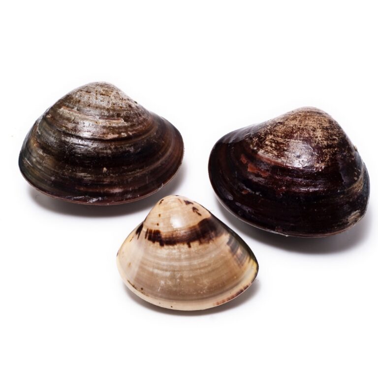 Vongole fresche