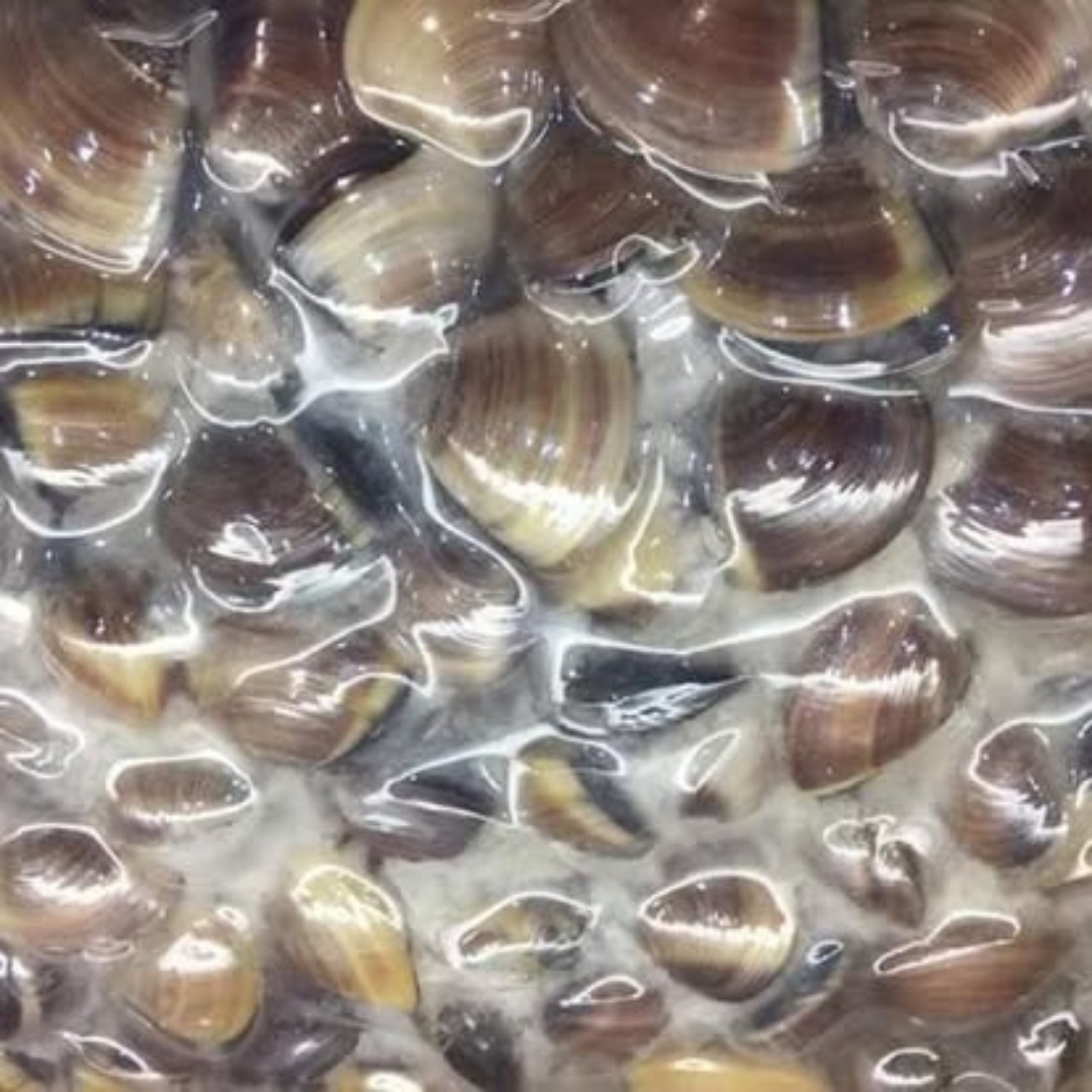Vongole